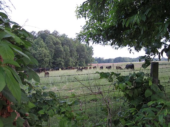 Farm View in the City Limits