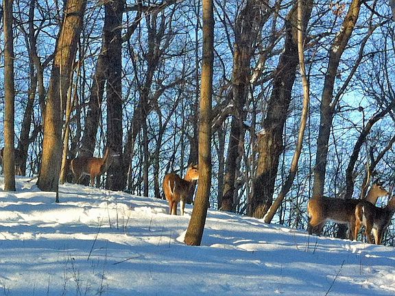Abundance of Wildlife