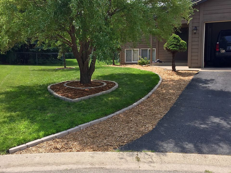 Front and curly willow tree