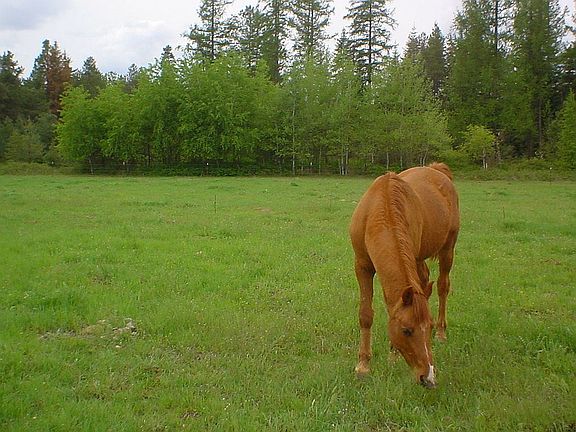 pasture