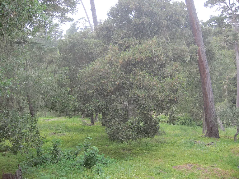 24656 Pescadero Rd — Photo 19