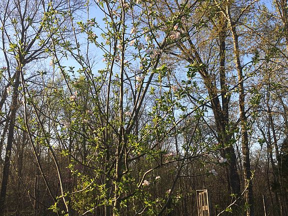 Productive Braeburn Apple Tr