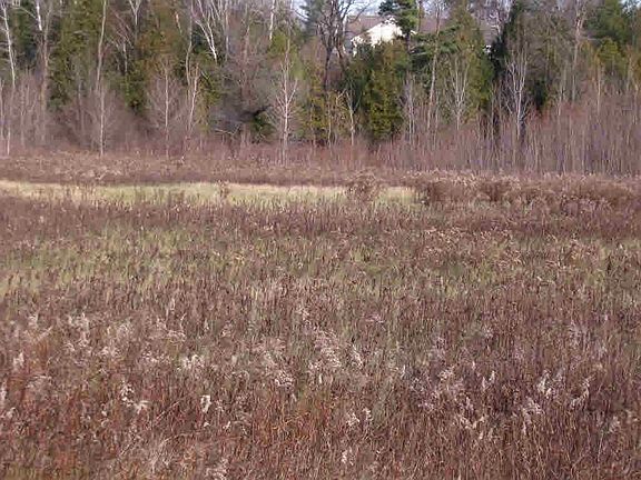 Nature in your own Backyard  !