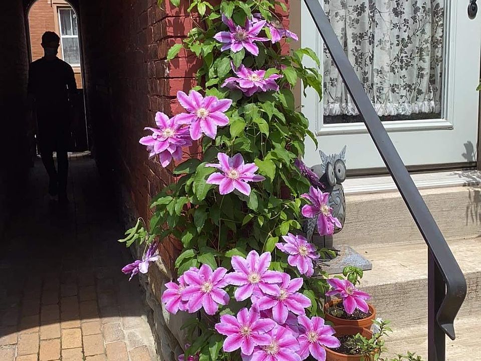 back yard with a beautiful clematis vine