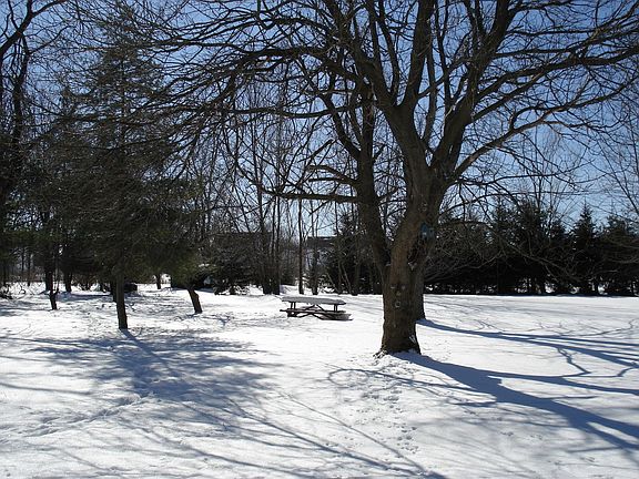 Back yard - one acre