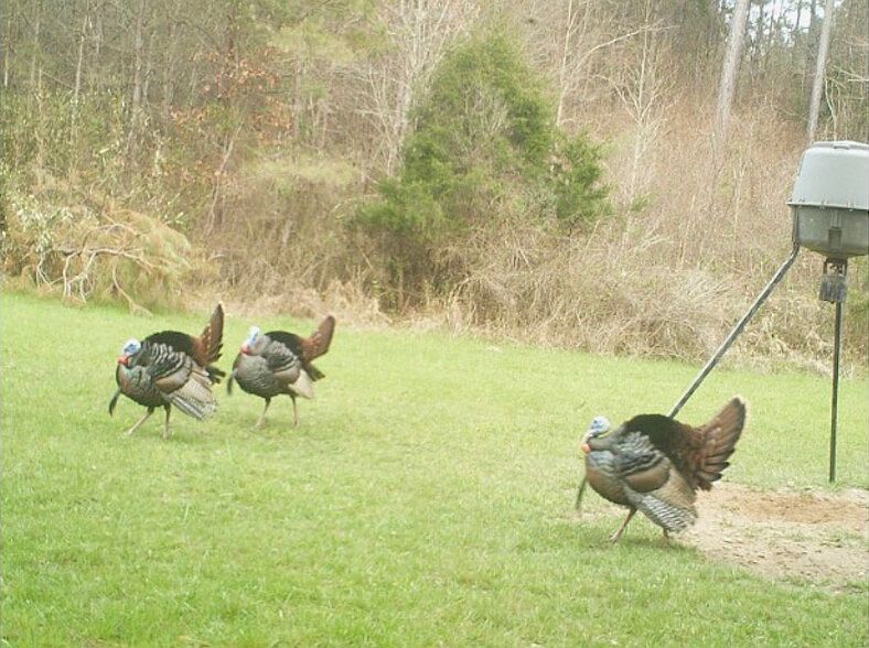 Abundant Turkeys, Deer and Other Game