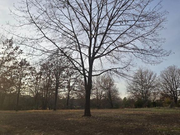 2nd image of 11404 Lucian Wood Rd