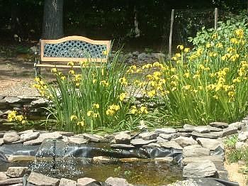 Garden Fish Pond