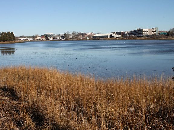 Salt Waterfront Back Yard