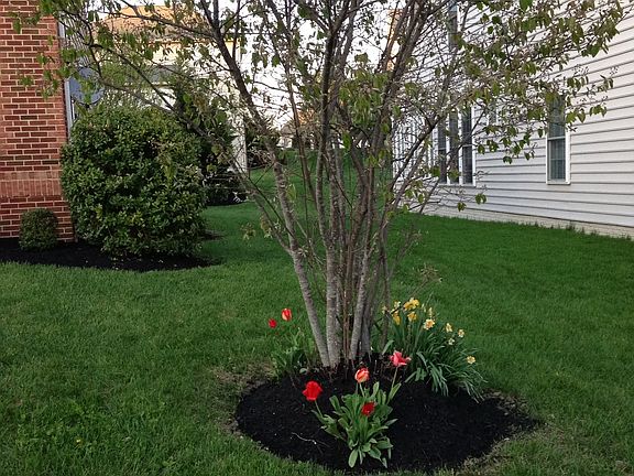 Front/Side Yard