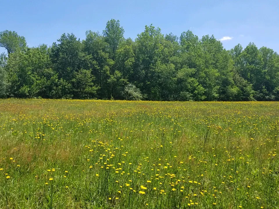 Wheat Rd