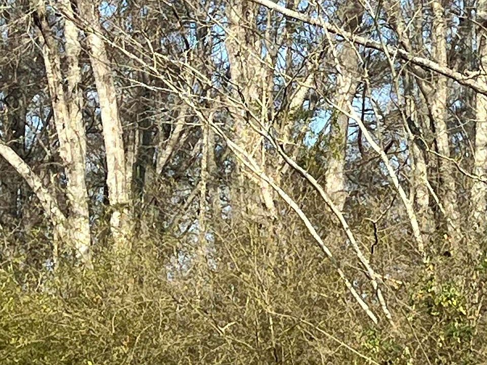 2nd image of 0 Adams Station Rd