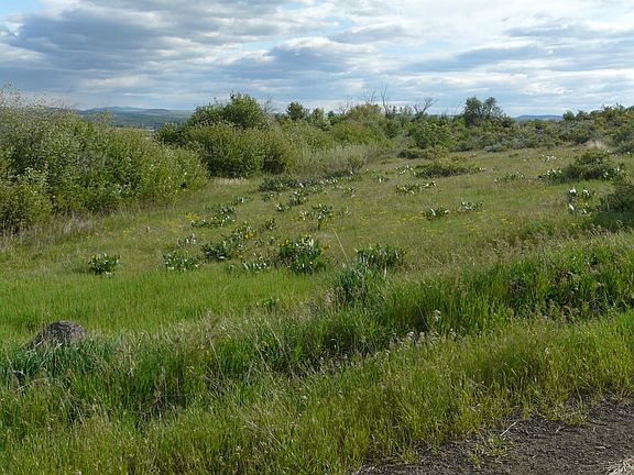 Creeks riparian vegetation.