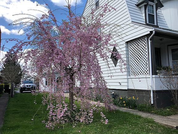 Weeping Cherry