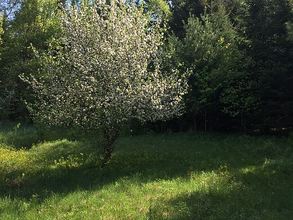Beautiful old apple trees