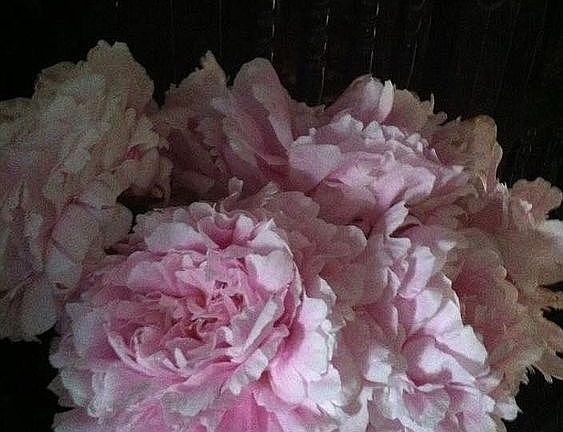 Peonies along the back walk