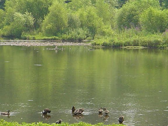 Bryant Park with its beautiful wildlife is a delight in ever