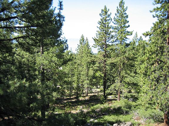 Surrounded by Forest