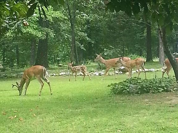 Front yard