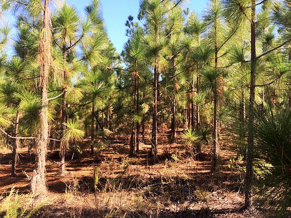 longleaf pine