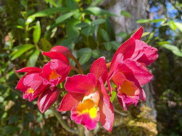 16-355 Melekule St, Kurtistown, HI 96760