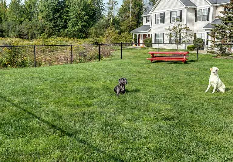 Dog Park