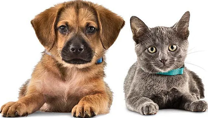 Pets Welcome