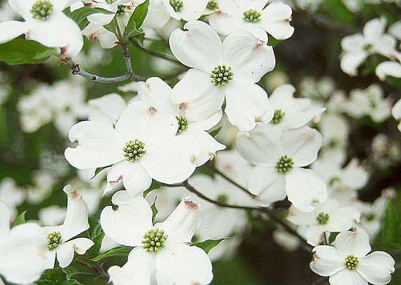 Beautiful Dogwoods