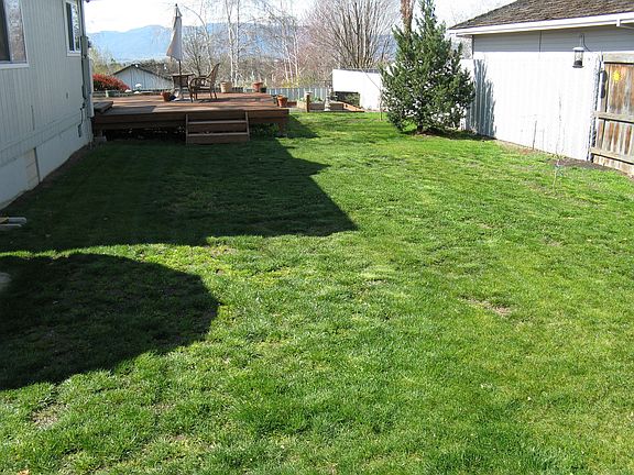 new backyard grass