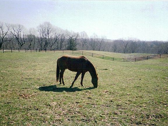 fenced pasture (horse not included)