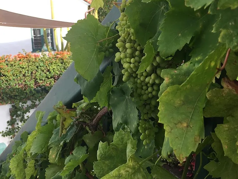 Grape vines line the stair rail in summertime.
