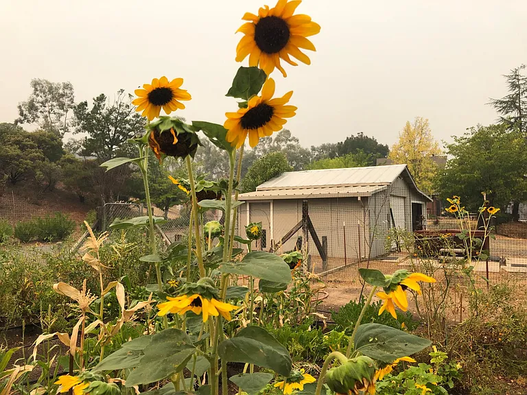 pump house / shop / shed and kennel from garden