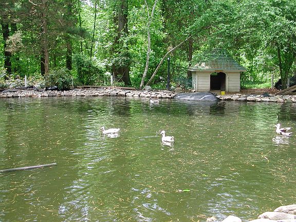 Duck Pond & hse