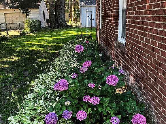 Hostas & Hydrangea garden