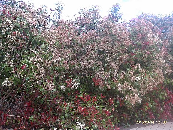 Spring has come to backyard