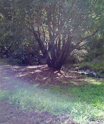 5th image of 4091 Mozart Dr