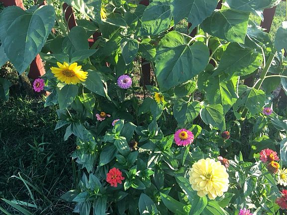 Cutting garden in the front