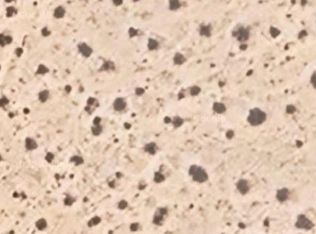 29 Palm Dr, Twentynine Palms, CA 92277