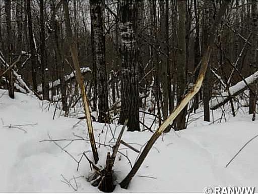 2nd image of Off Lost Lake Road