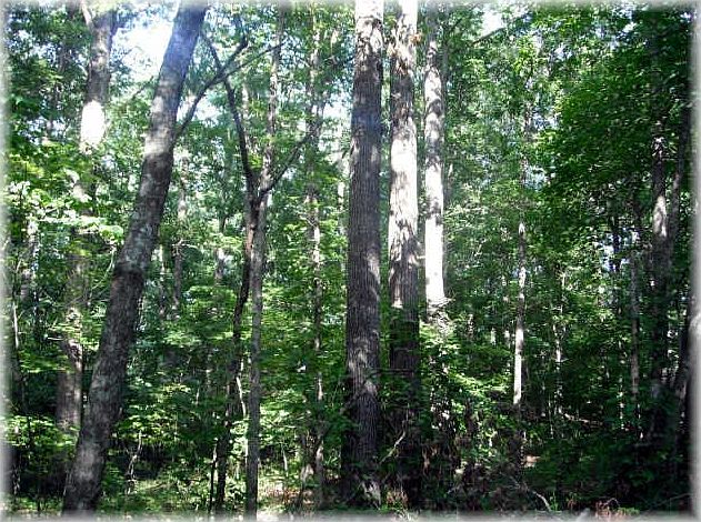 1st image of 0 Wildlife Trl #298