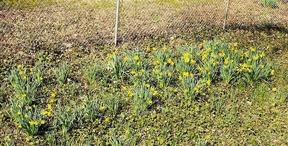 Yard showered with daffodils