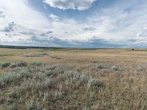 Native grasses