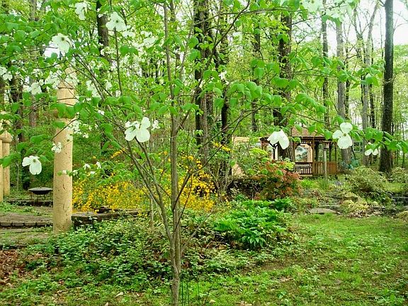 Serene Trees and Secret Garden