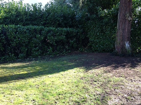Back yard