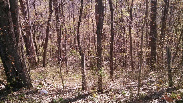 2nd image of Grape Thicket Rd