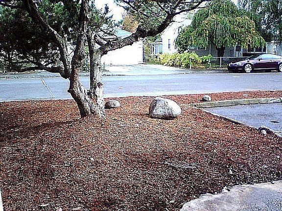 Mature Landscaping