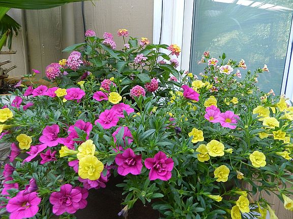 Annuals do well on the deck