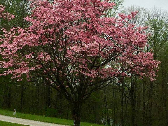 Pink Dogwood