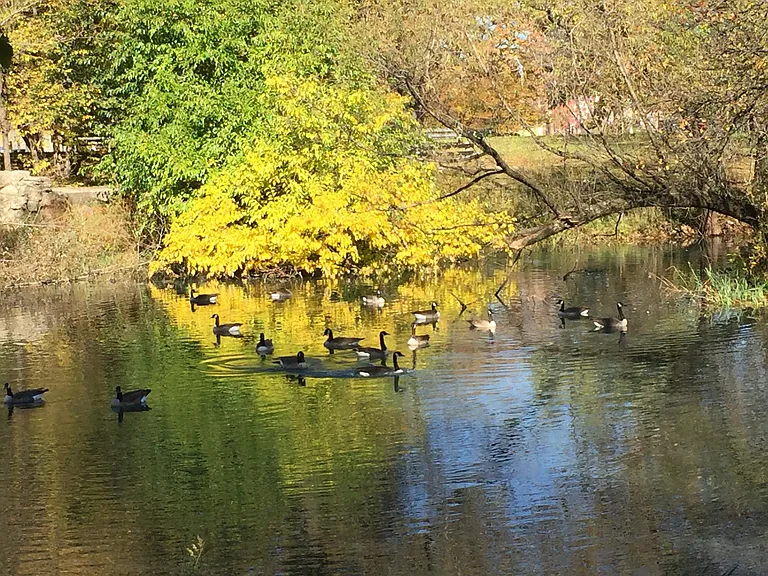 Douglass Park lagoons are home to ducks, geese, and 150 migratory birds each year.