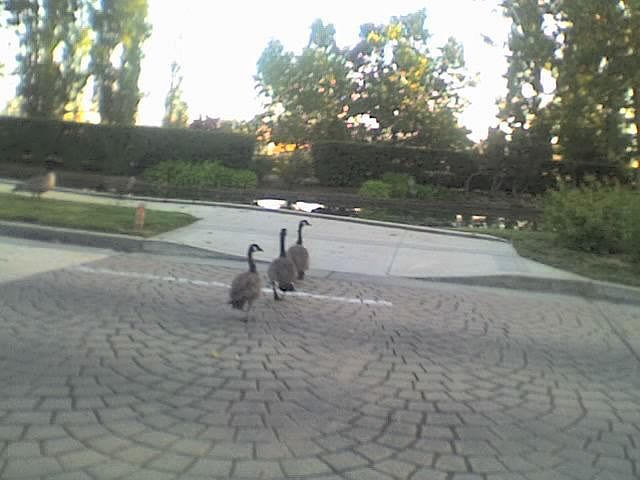 Ducks nearby